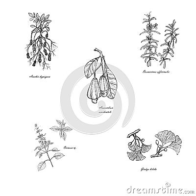 Rosemary, basil, peanuts, ginkgo, cashews monochrome hand drawn sketch. Herbs and spices monochrome food set Vector Illustration